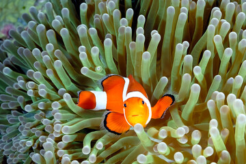 Naklejka na ściany i meble An anemone and it's Clown fish