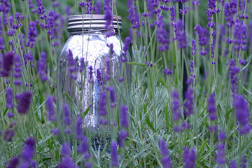 led solar lamp in the lavender field (Petite Provence)