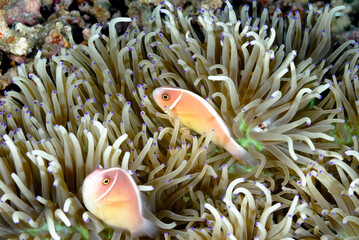 Naklejka na ściany i meble An anemone and it's Clown fish