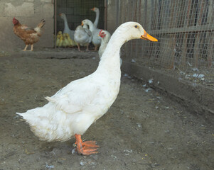Closeup shot of a white domestic duck in the cage