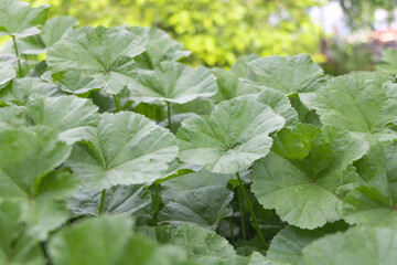 Selective focus shot of beautiful Mlava Sylvestris leaves captured in a garden