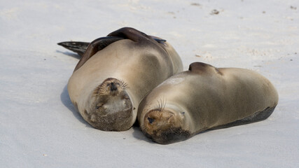 Two female Galapagos Sea lions ( Zalophus wollebacki ) on a beach at Gardner Bay, Espanola Island, Galapagos, Ecuador