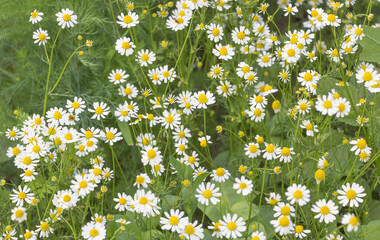 Beautiful view of camomile flowers in the field in the daytime