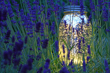 led solar lamp in the lavender field (Petite Provence)