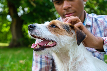 African American man playing with his Jack Russell Terrier and stroking closeup
