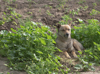 Closeup shot of a brown stray dog lying on the ground
