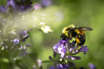 Bee on lavender 
