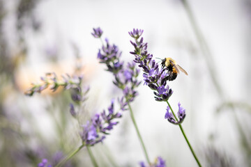 Bee on lavender 
