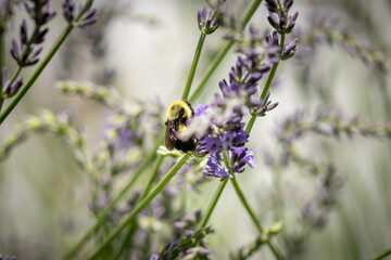 Bee on lavender 
