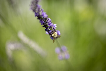 Bee on lavender 
