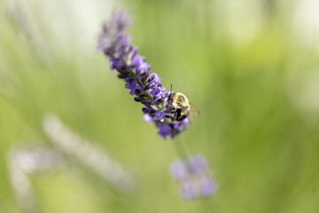 Bee on lavender 
