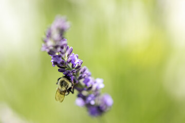 Bee on lavender 
