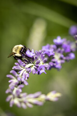 Bee on lavender 

