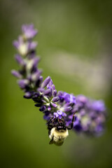 Bee on lavender 
