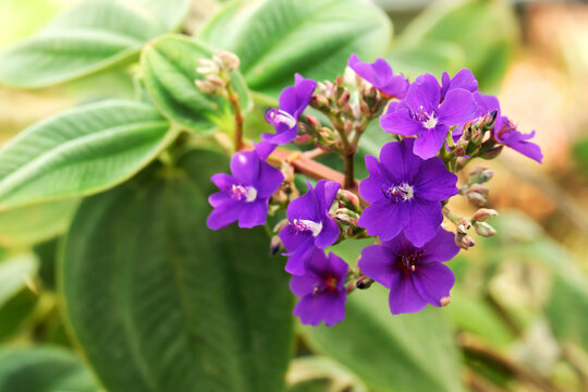 Blue flower of Tibuhin Urvilleana (Tibouchina urvilleana)