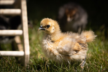 Buff Silkie Bantam chick in grass