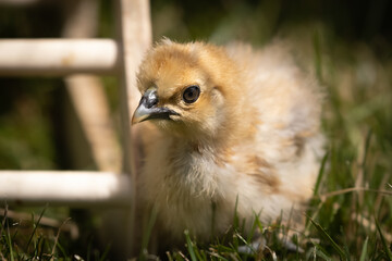 Buff Silkie Bantam chick in grass