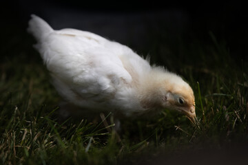 Legbar chick