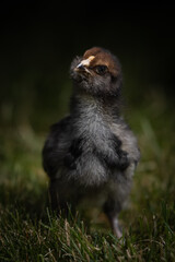 Blue Favacauna chick