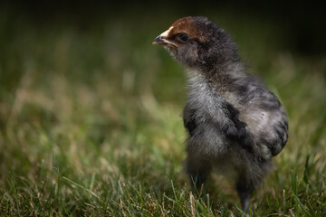 Blue Favacauna Chick