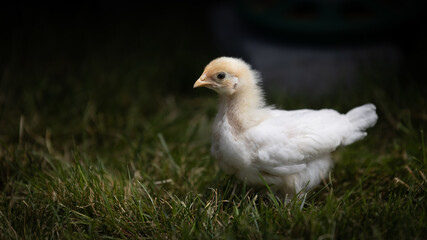 Legbar chick
