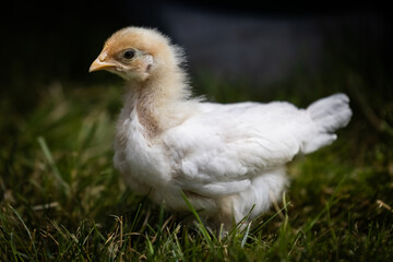 Legbar chick