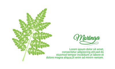 Vector illustration, Moringa leaf (Moringa oleifera), isolated on white background with sample text, versatile plant, as a superfood and herbal medicine.