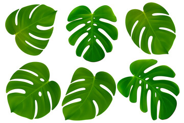 Vector realistic tropical monstera leaves collection. Green exotic palm foliage isolated on white background. Beautiful 3d  exotic plants collection for cosmetics, spa. EPS10 © Angela Ksen