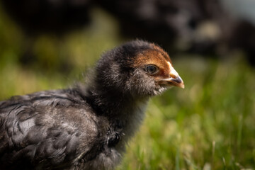 Blue Favacauna Chick