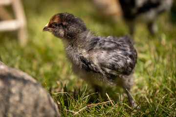 Blue Favacauna Chick