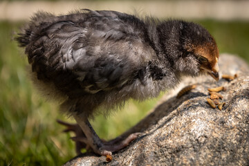 Blue Favacauna Chick