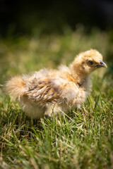 Buff Silkie Bantam chick in grass