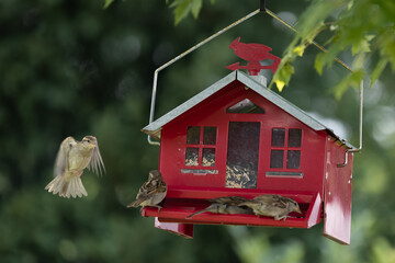 Red bird feeder