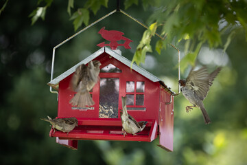 Red bird feeder