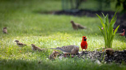 Cardinal in grass