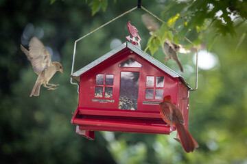 Red bird feeder