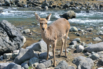 春の岩尾別川とエゾシカの雌（北海道・知床）
