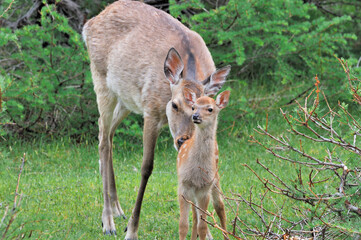 エゾシカの親子（北海道・知床）

