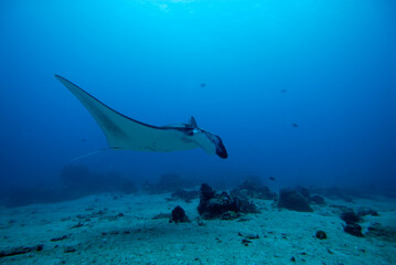 A picture of a manta