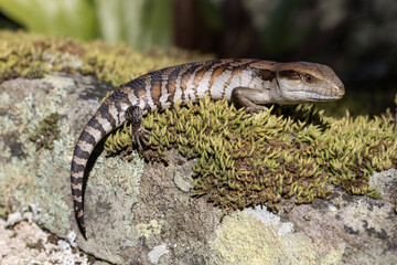 Close up of Eastern Blue-tongue Lizard