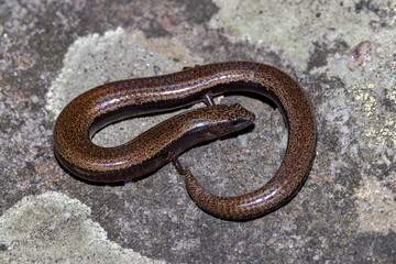Three-toed skink resting on sandstone rock