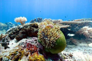 An anemone and it's Clown fish