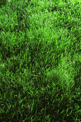 Green lawn with fresh grass as background, closeup