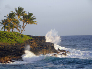 Waves crashing against the volcanic rocks next to palm trees in poipu, kauai, Hawaii