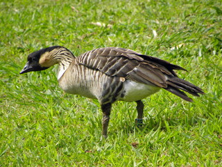 endangered hawaiian nene in the grass at kilauea point national wildlife refuge,  kauai, hawaii
