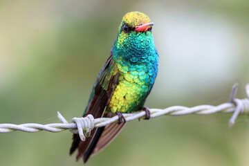 Glittering-bellied Emerald (Chlorostilbon lucidus) isolated perched on a barbed wire over a blurred background.