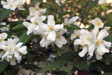 Fototapeta premium Closeup view of beautiful blooming white jasmine shrub outdoors