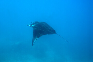 Obraz premium A picture of a manta