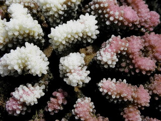 underwater photo of colorful coral seen while snorkeling at poipu beach in kauai, hawaii