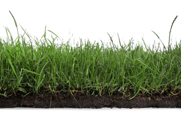 Soil with green grass on white background, closeup